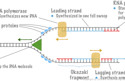 3.6. DNA Replication