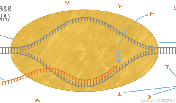 3.2. Transcription