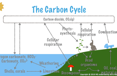 7.5. The Carbon Cycle