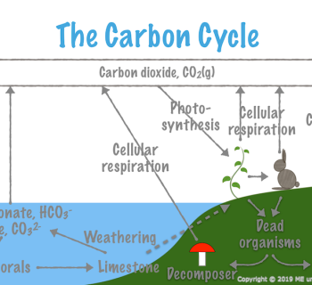 7.5. The Carbon Cycle