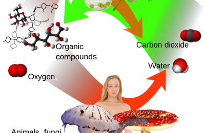 1.3. How Organisms Acquire Carbon and Energy