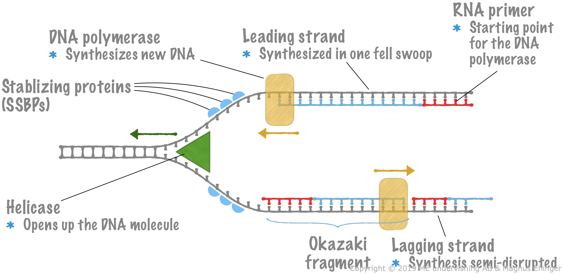 Replication Of Dna