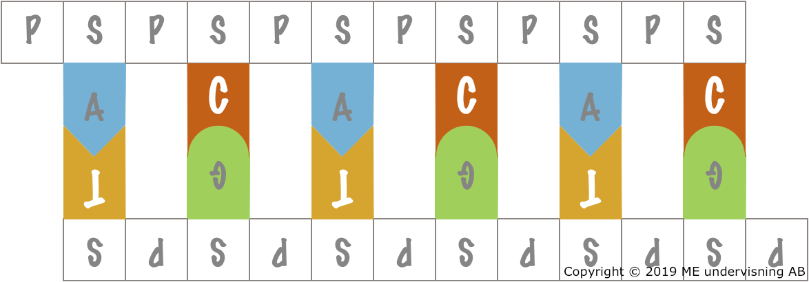 In DNA, A always base pairs with T, and C always base pairs with G (and vice versa).