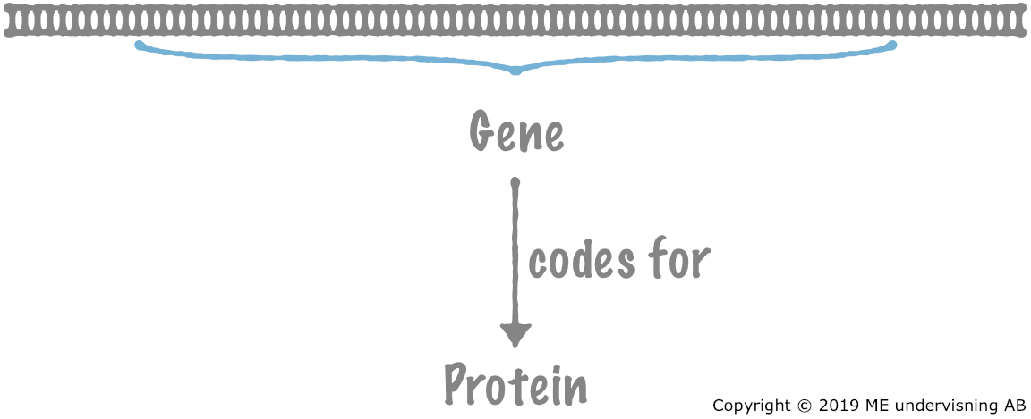 A gene codes for a protein.