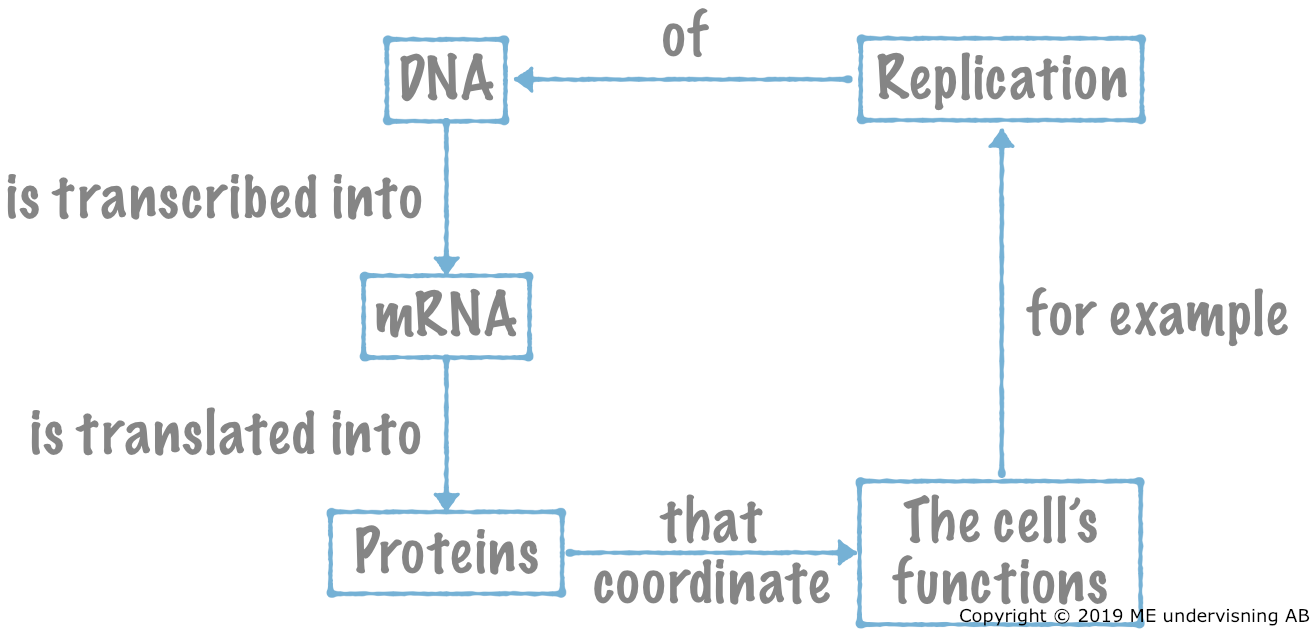 The central dogma of molecular biology summarized.