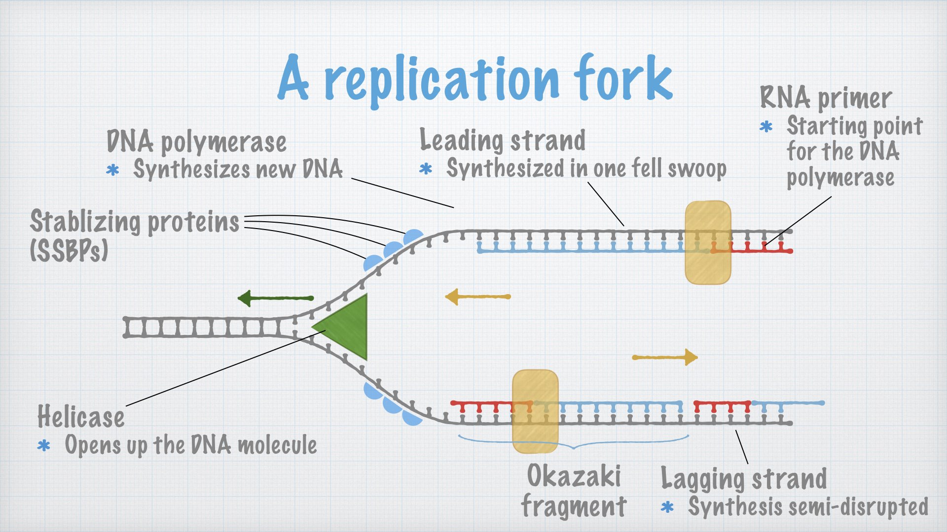 what-is-the-origin-of-replication-state-its-function