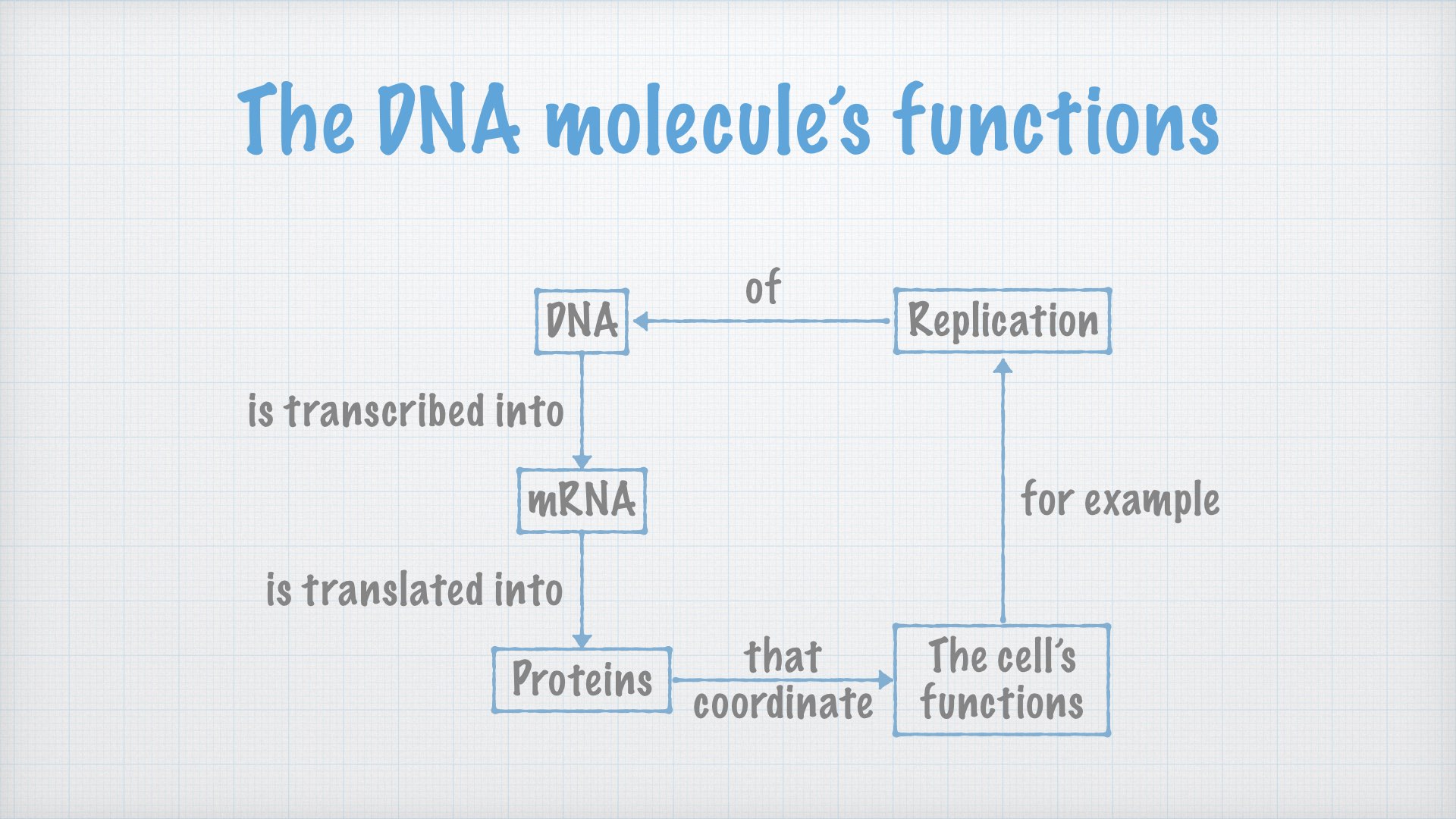 DNA: Structure and function
