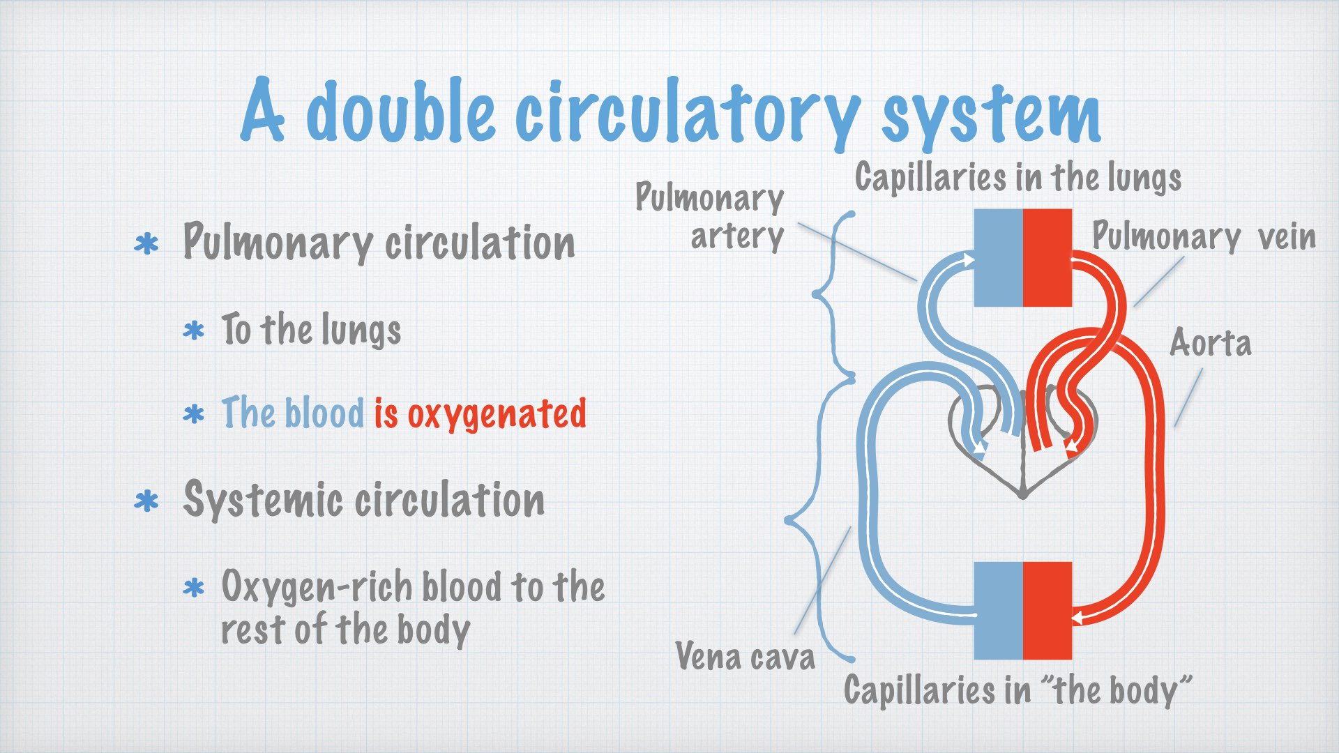 The Human Circulatory System.