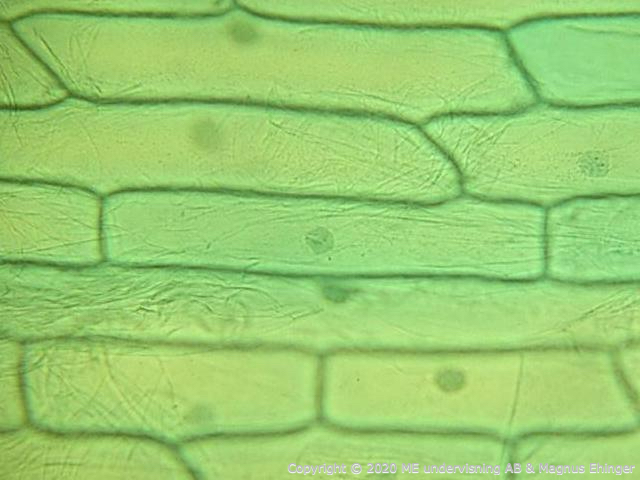 Plant cells from yellow onion stained with methylene blue. The cells are approx. 200 μm long.