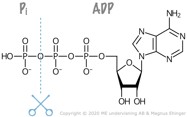 An ATP molecule may be cleaved into Pi and ADP.