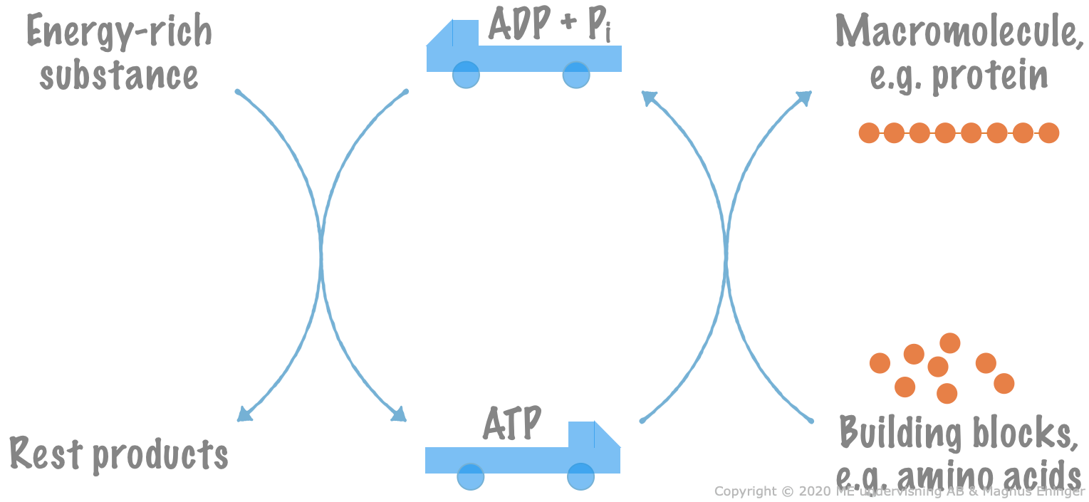 The ATP cycle.